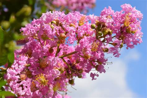 Periwinkle Magical Crape Myrtle: A Low-Maintenance Option for Every Garden